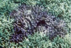 The Blue Coral