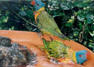 Rainbow Lorikeet beim Bad in einer Wasserschale