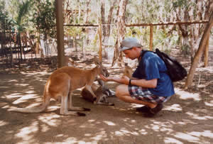 Red Kangoroo