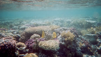 Bilder vom Hardy Reef