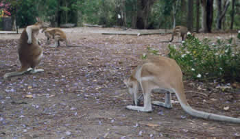 Freilebende Känguruhs auf dem Campingplatz