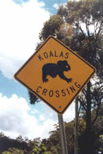 Koalas Crossing