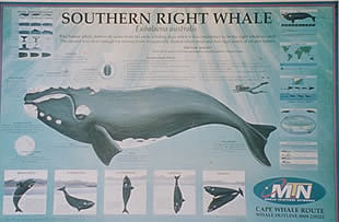 Informationstafel - Southern Right Whale ... klicken für mehr Information