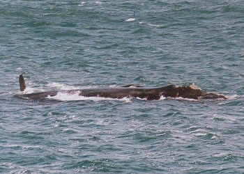 Wale in der Walker Bay
