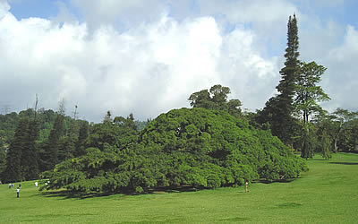 Riesen - Ficus