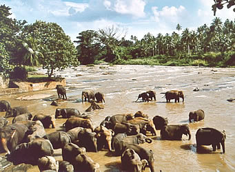 Elefanten-Bad im Oyafluss