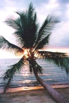 ... Kokospalme an einem einsamen Strand