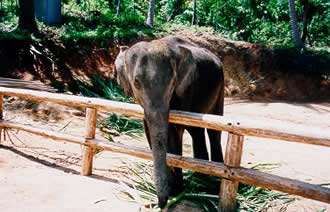 Elefanten auf Koh Samui